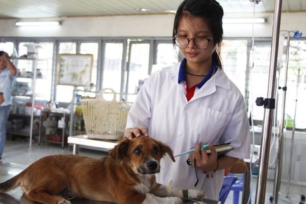 kien nghi cap lai bang bac si thu y sau 10 nam 1